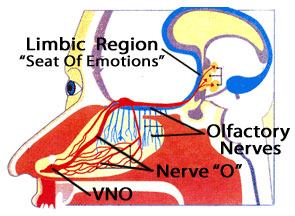 VNO Nerve Pathway